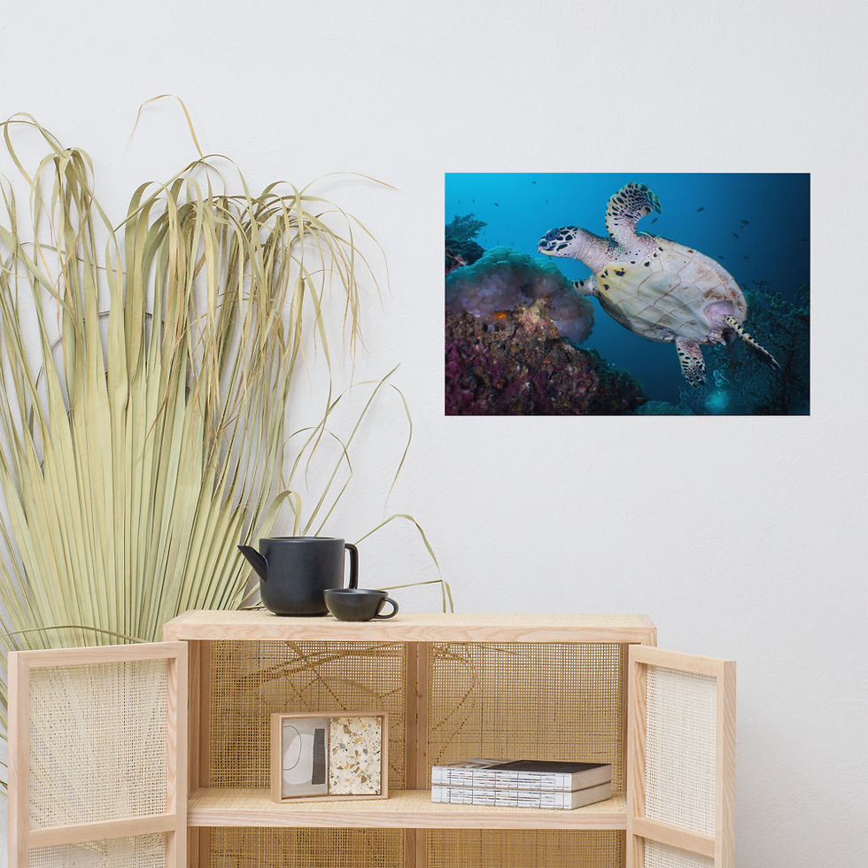 Thumbnail: 'Hawksbill On The Move' Premium Photo Paper Print