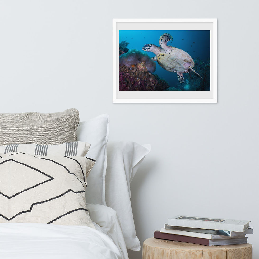 Thumbnail: 'Hawksbill On The Move' Premium Framed Lustered Photo Paper Print