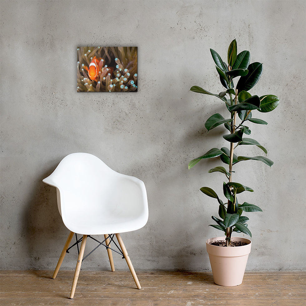 Thumbnail: 'I Found Nemo 2' Hand Stretched Canvas Print
