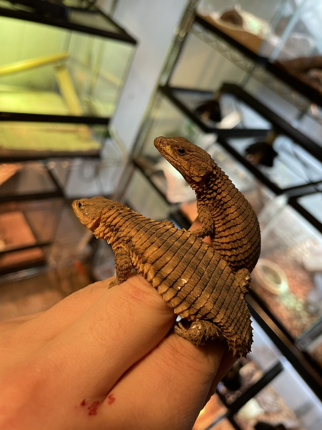 armadillo lizard pictures armadillo lizard pictures