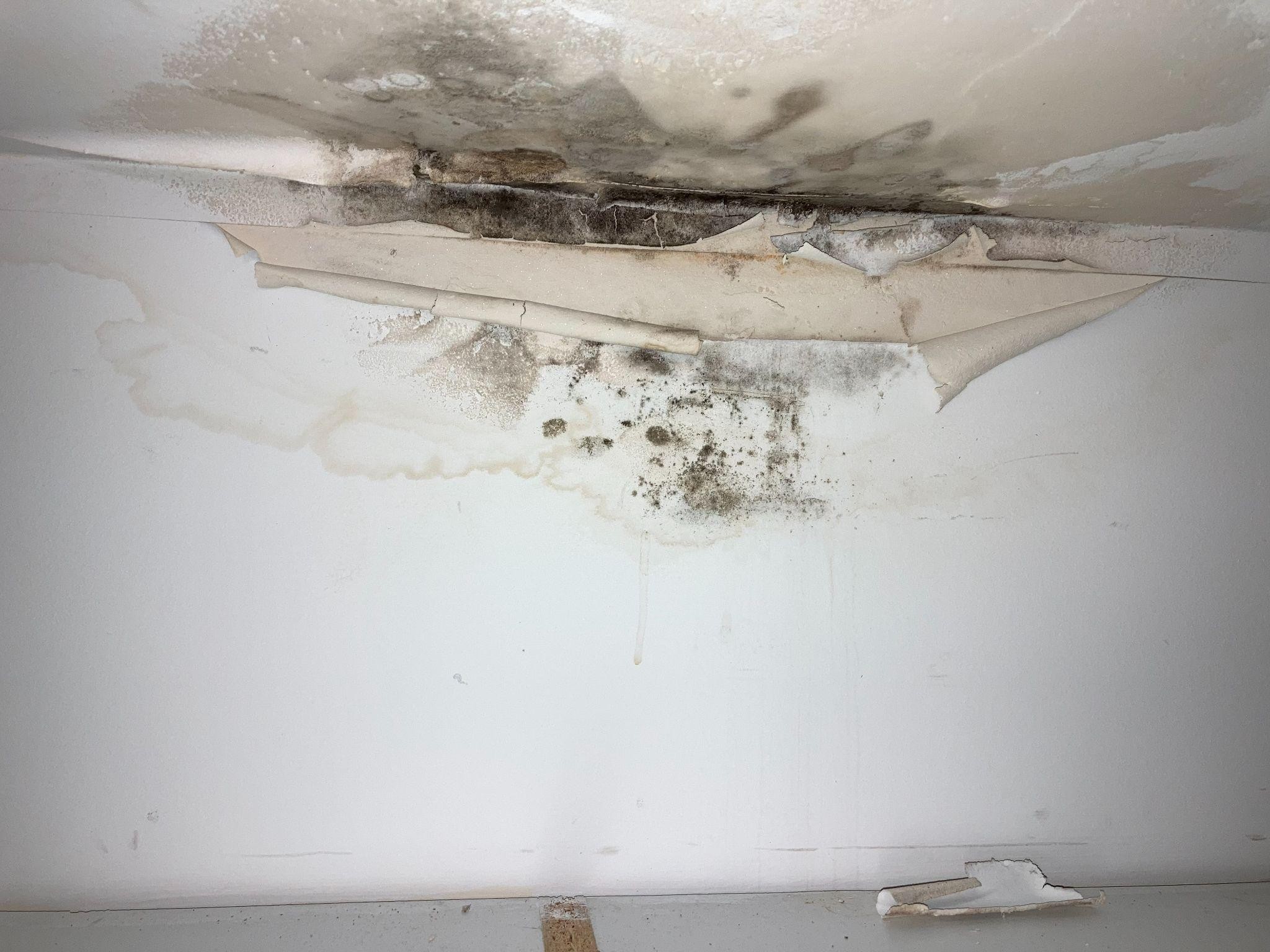 mold inspection - bnf consulting