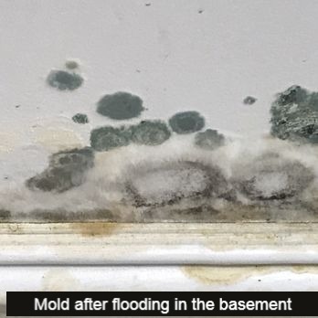 mold inspection
