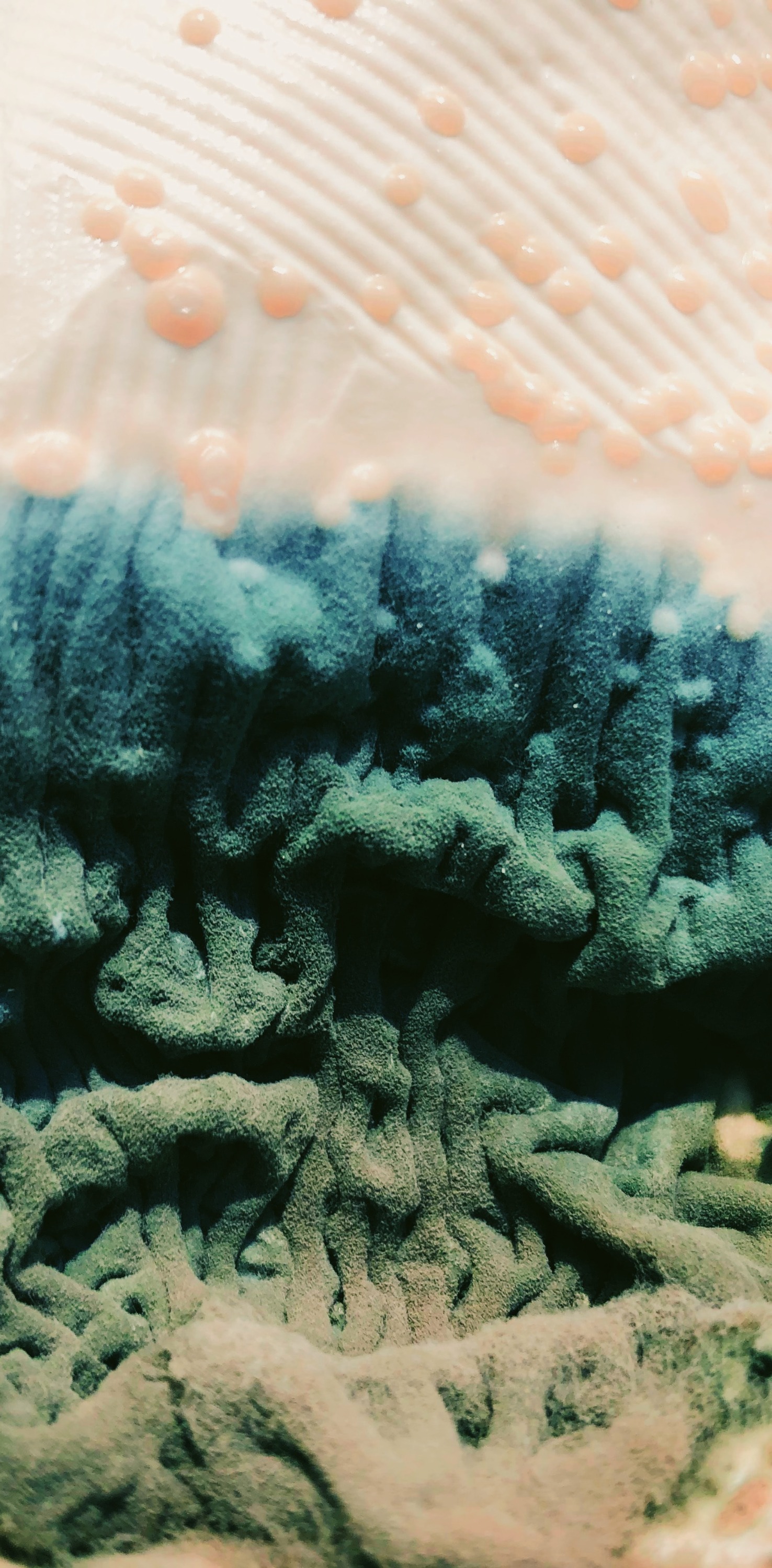 mold, BNF Consulting, air quality, black mold, mold growth