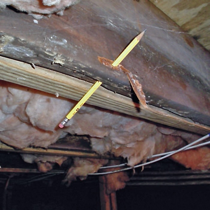 mold