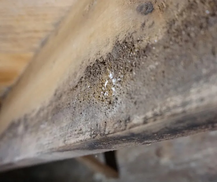 hidden mold, black mold