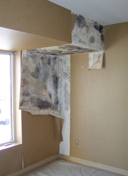 hidden mold, black mold