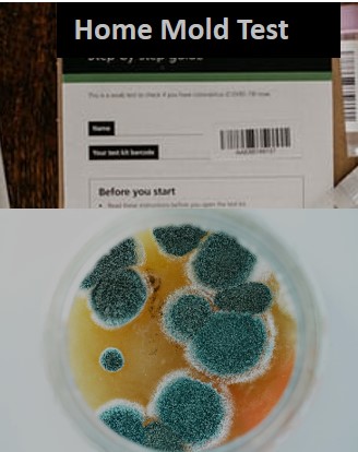 Mold inspection