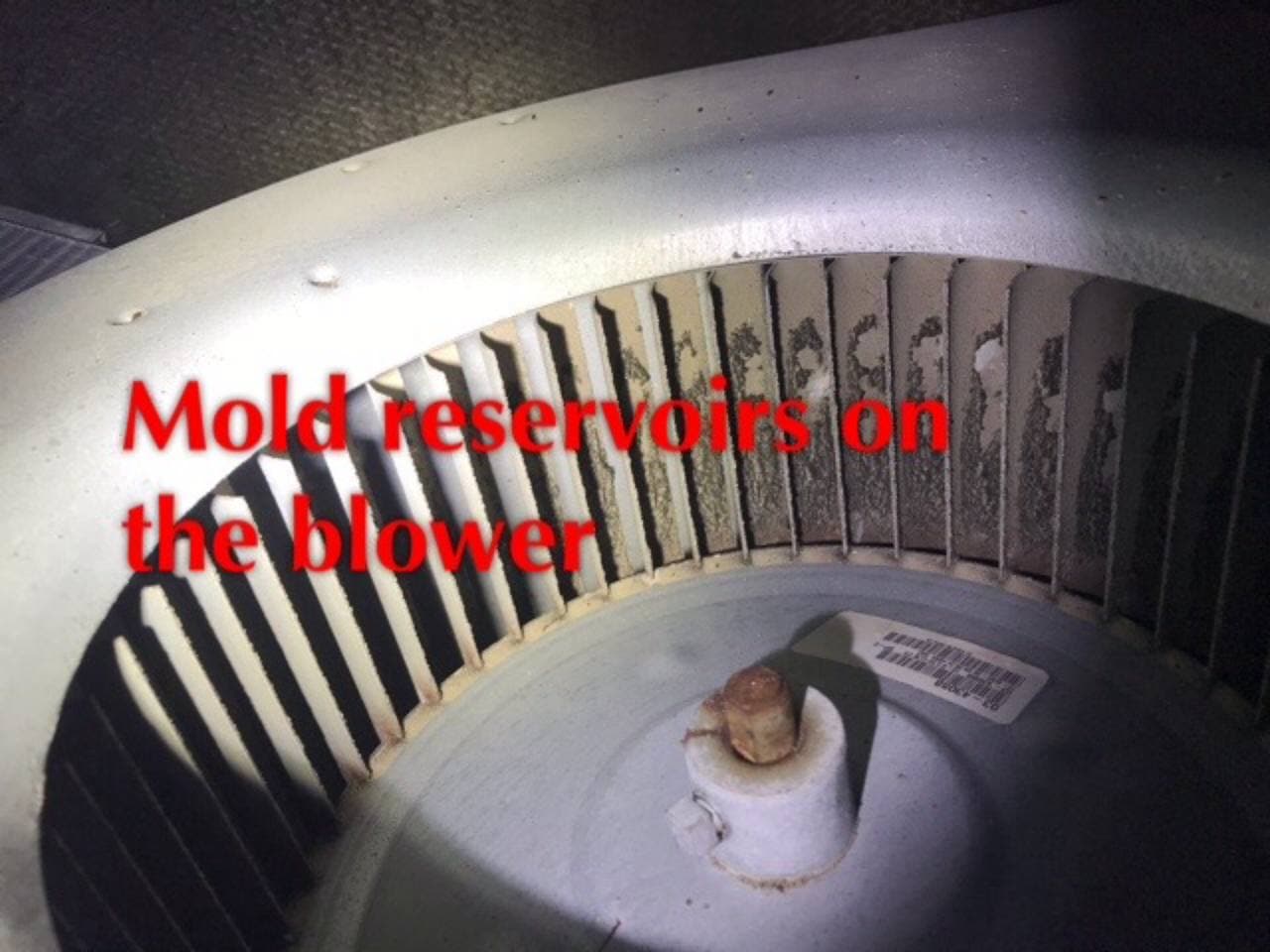Mold in HVAC system