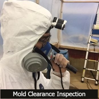 mold inspection