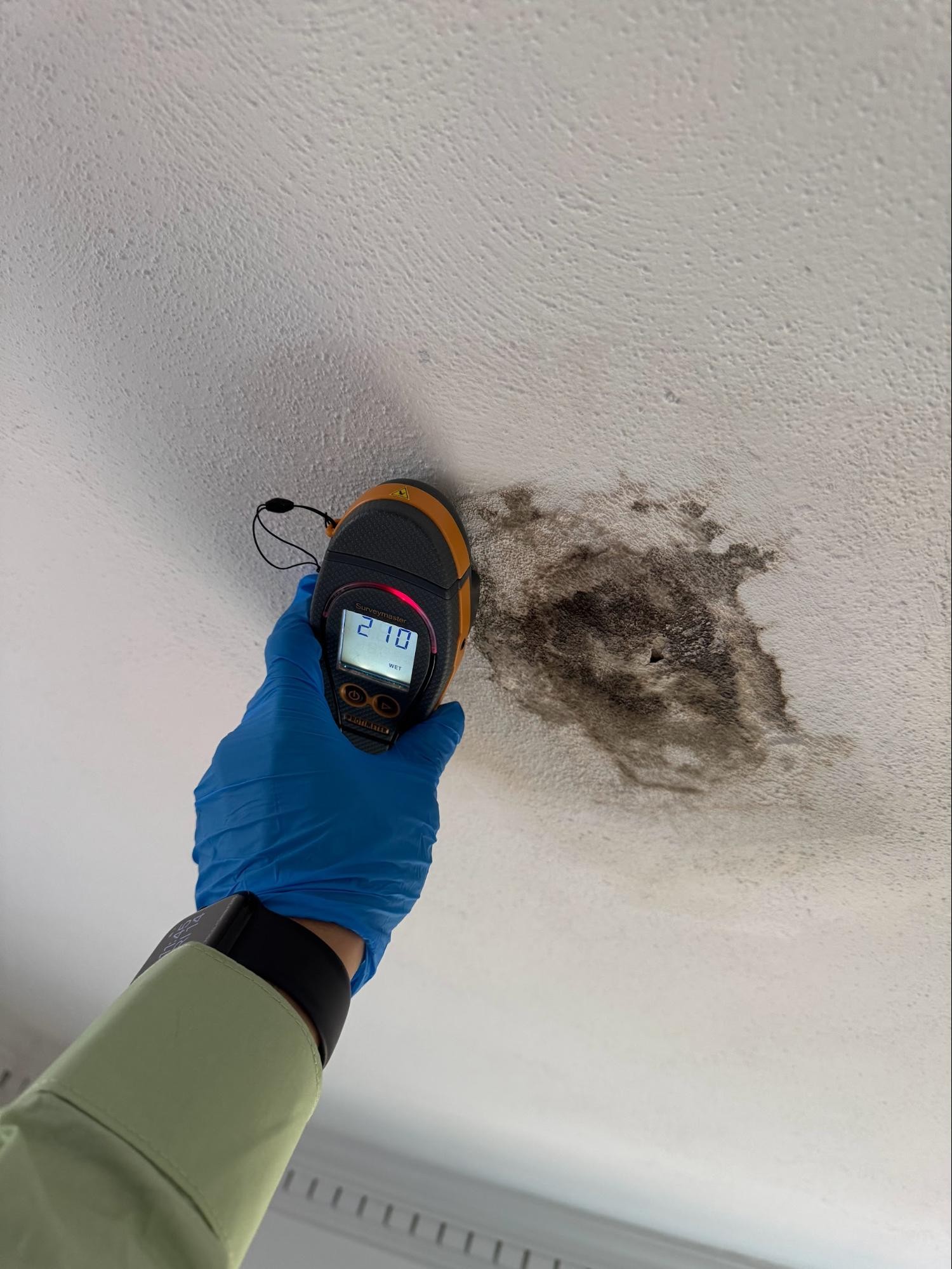 Black Mold Symptoms and Toxic Mold Exposure - BNF CONSULTING
