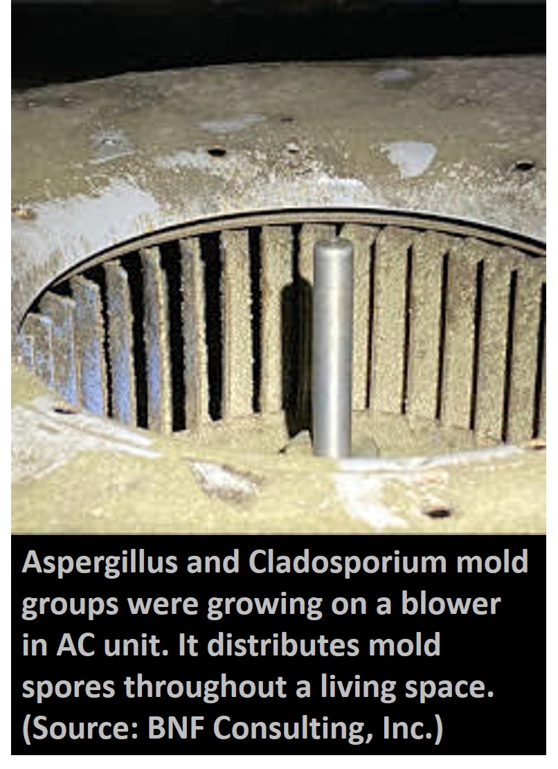 Mold