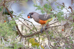 Red-bellied parrot
