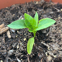 Screenshot 2024-08-05 at 12.54.00.jpeg