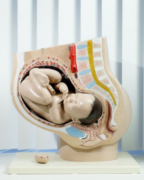 Anatomisch model dat een doorsnede toont van een baarmoeder met een foetus in foetushouding, met zichtbare organen en weefsels
