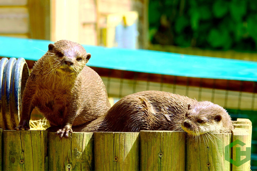 Two lookers