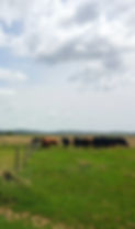 cows 2.jpg