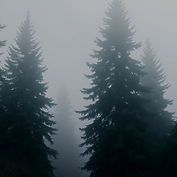 majestic fir trees in the mist_edited.jpg