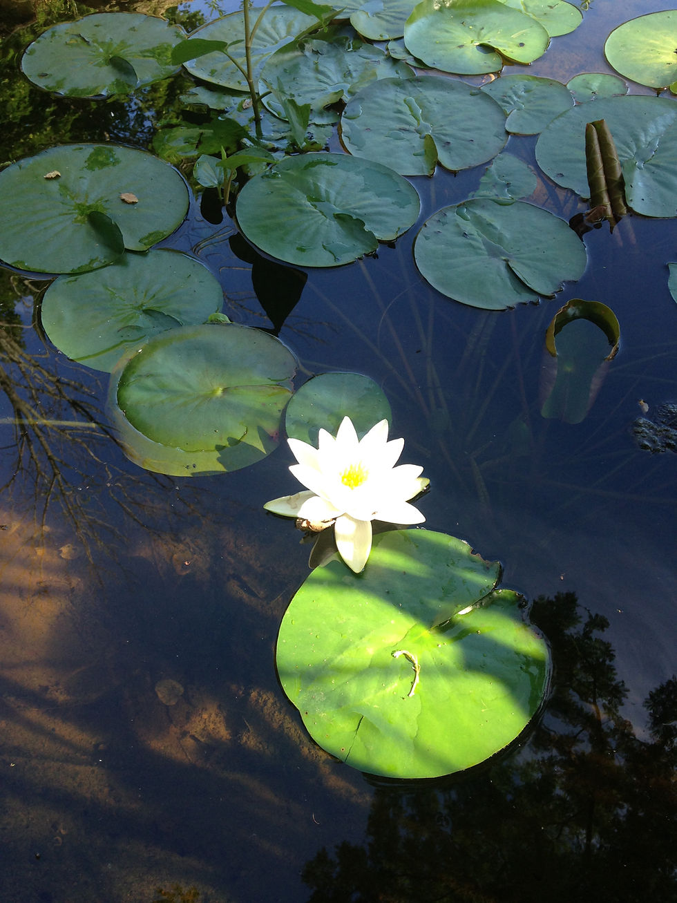 Lotus in Pond