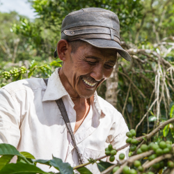 CAFE EN GRAIN ROBUSTA