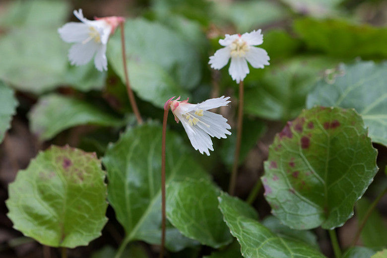 Oconee Bell flowers bloom in the springtime.