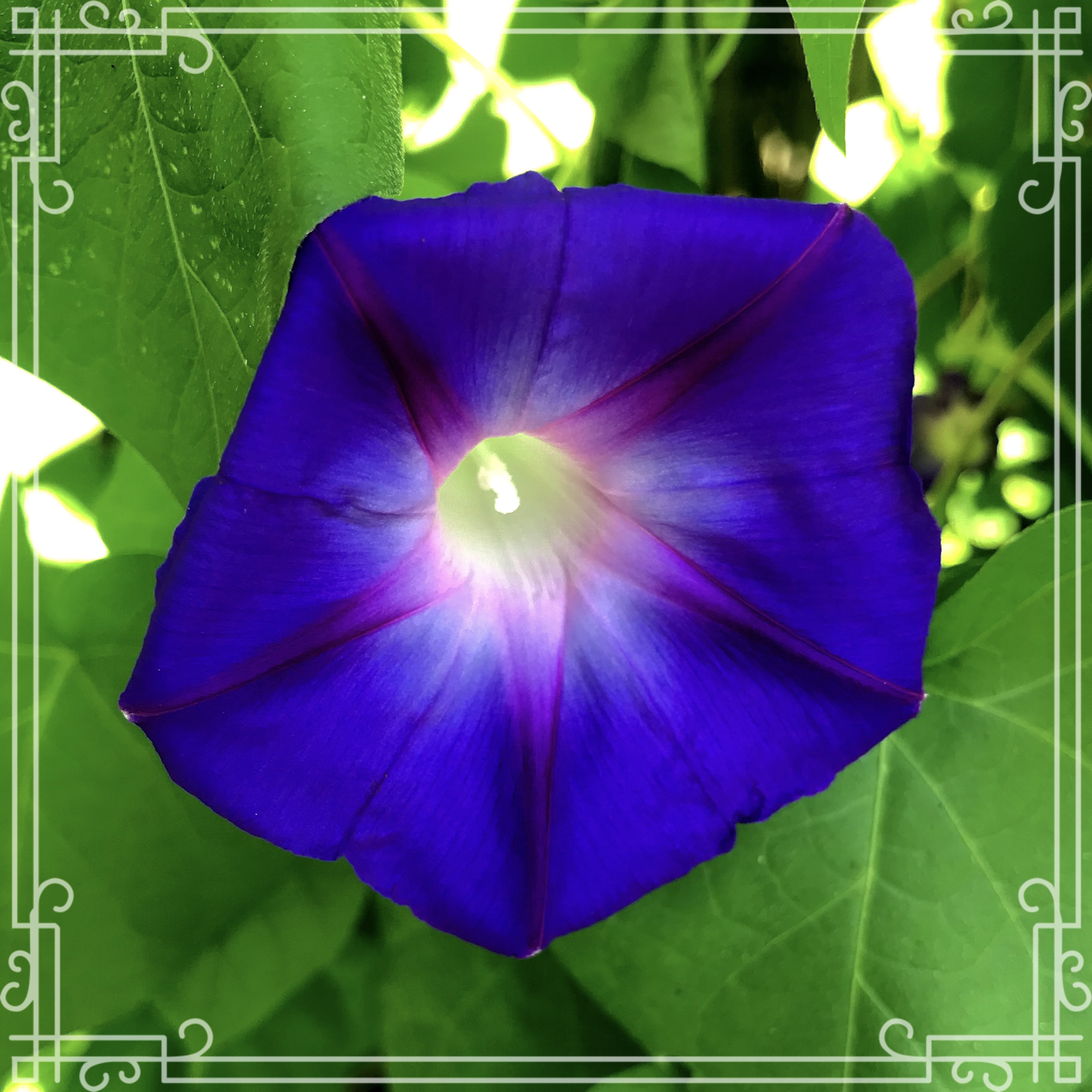 Writer: Morning Glory Apothecary