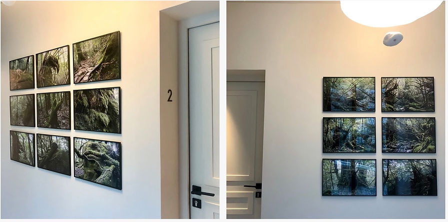 photo and artwork by frederic leyre hotel maison aribert forest photo yakushima exhibition kodama