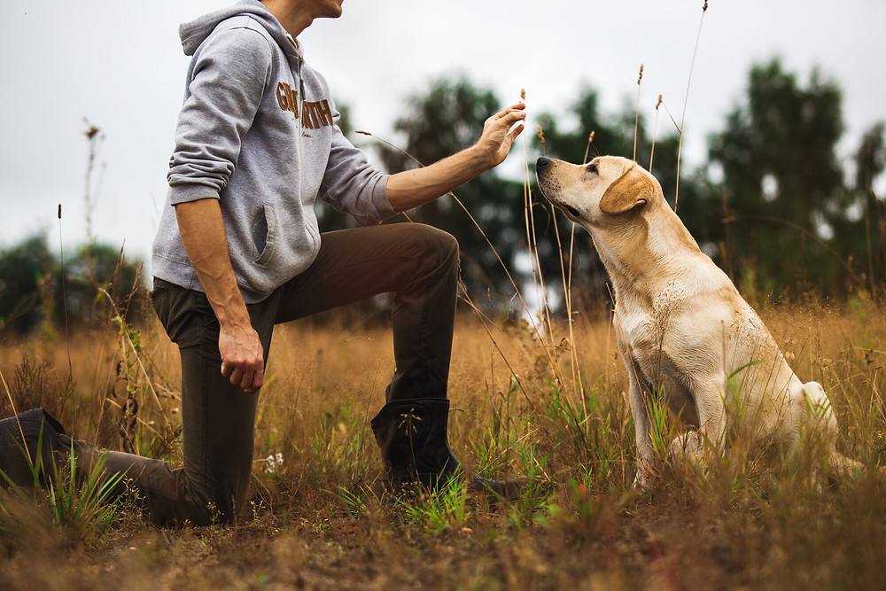 Teaching a Dog Obedience and Training