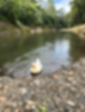 Creek 8.JPG