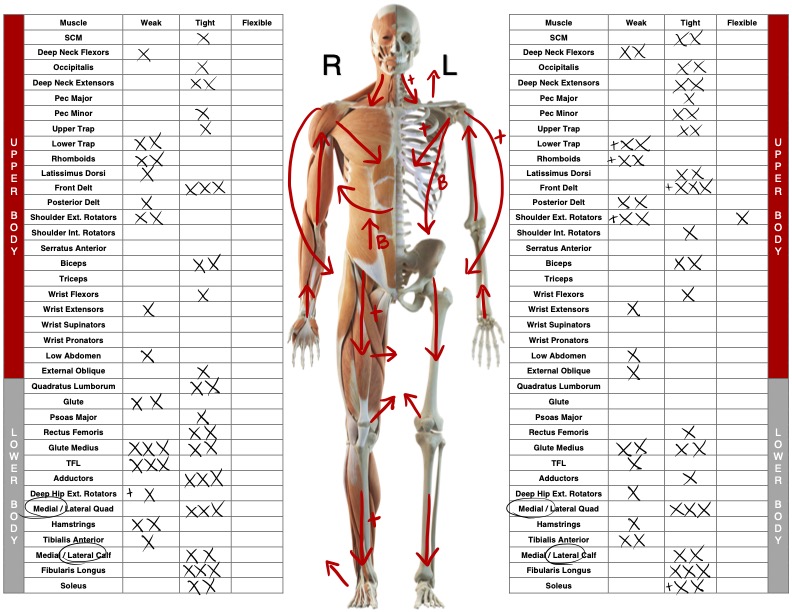 Human anatomy diagram with muscle groups and directional arrows My Site 1 Copy