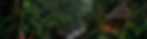 retiro-ayahuasca-madrid-bosque_edited.jpg