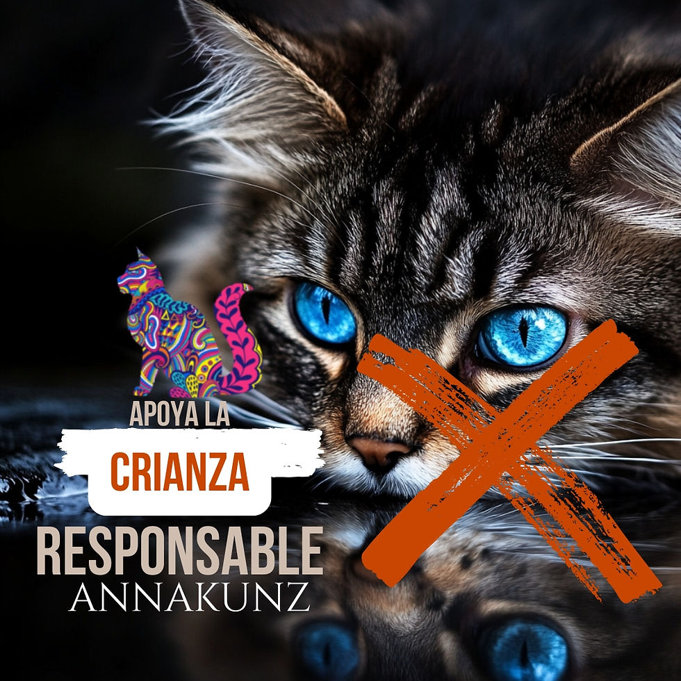 Primer plano de un hermoso gato Maine Coon con ojos azules brillantes.