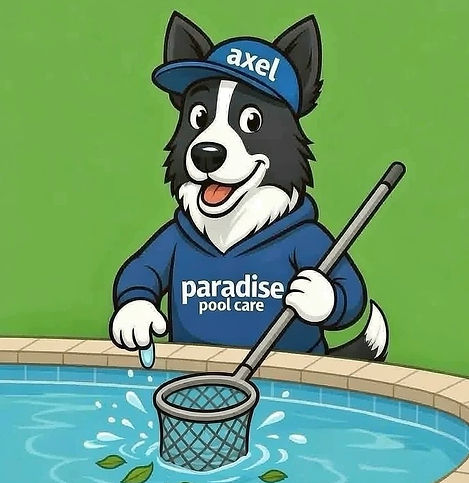 Axel the pool cleaning dog!
