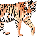 Walking Tiger Illustration