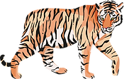 Tiger graphic