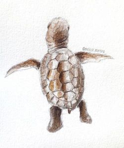 Tartaruga filhote