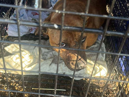 The Ghost Who Learned to Wag His Tail 👻🐾