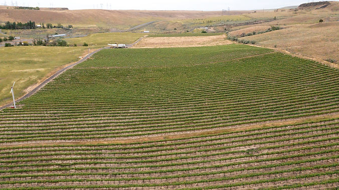 Arlington Vineyard | Estate Properties