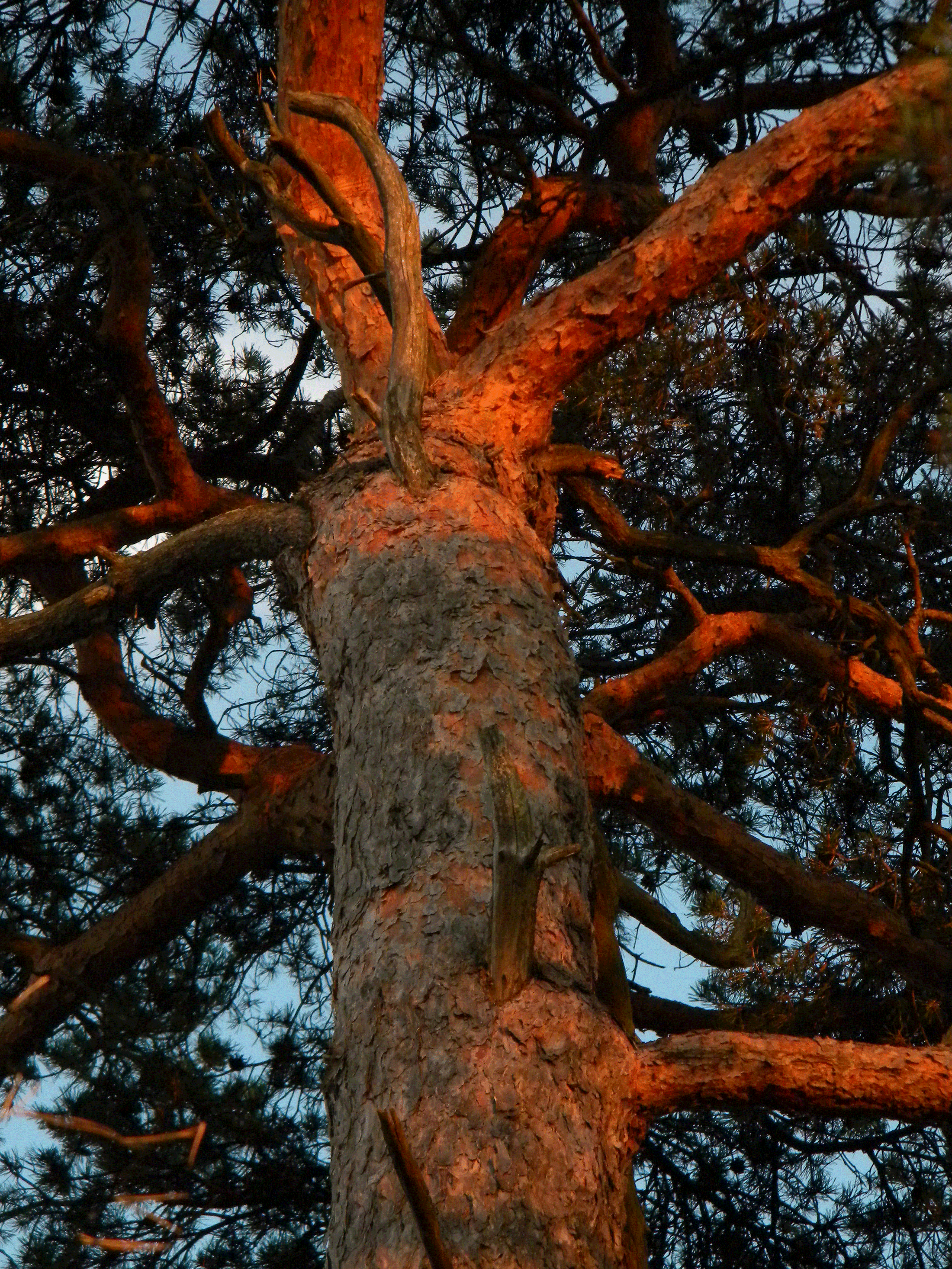 Diagnostic et inventaire faune-flore
