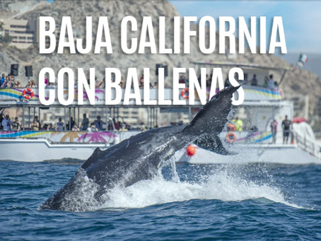 PQT Baja California Sur con Ballenas 2024