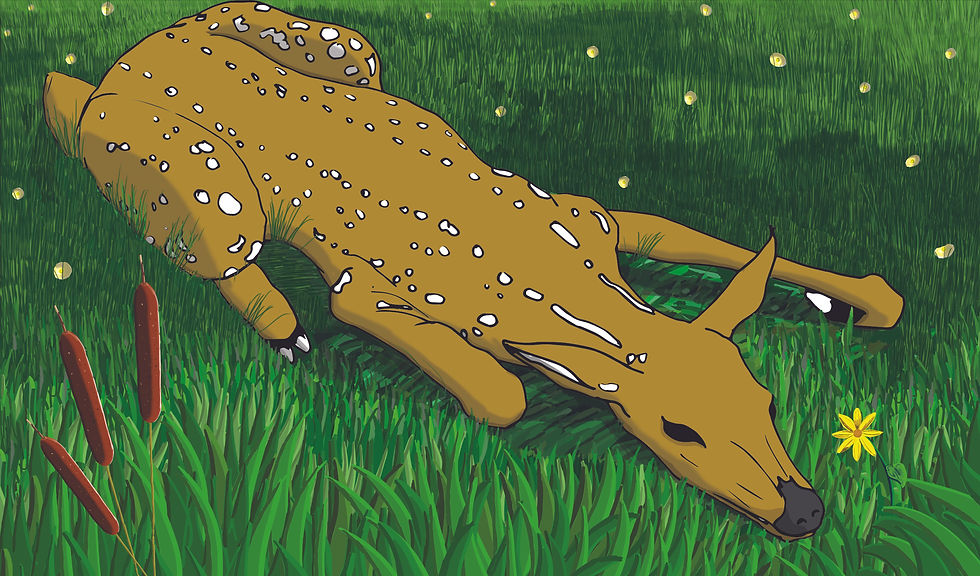 Deer in Grass