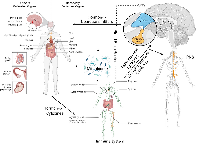 Lung brain axis