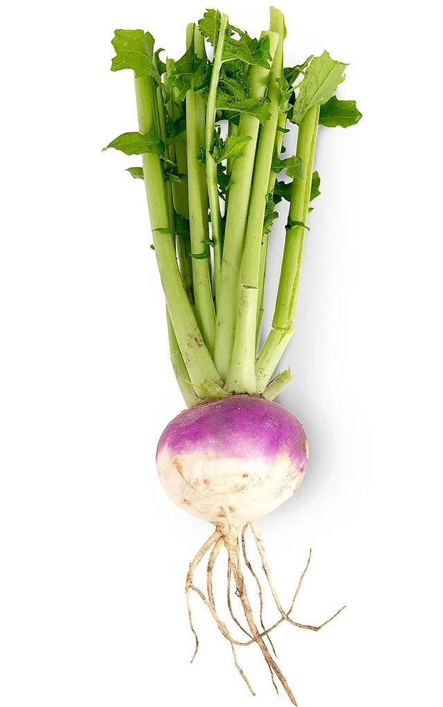 turnip