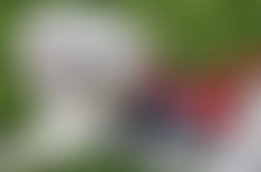 An Emotional Support Animal Can Help You Dealing with Anxiety – Consult Regarding This to Your Docto