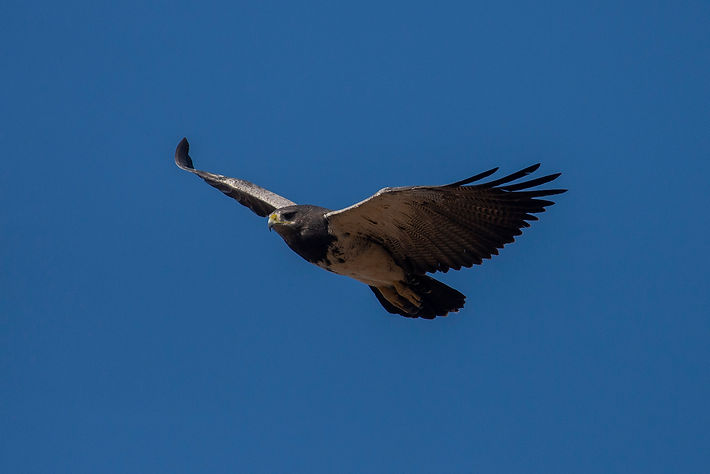 OME_CECA01_JUN_2021_Geranoaetus melanoleucus_EDE_5109.jpg