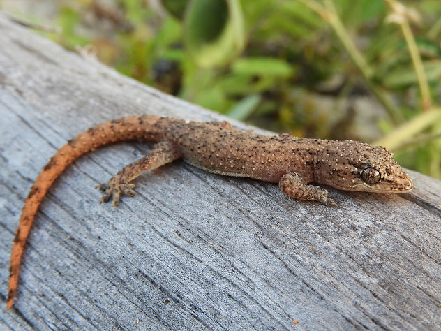 Hemidactylus agrius_AC-T1.JPG