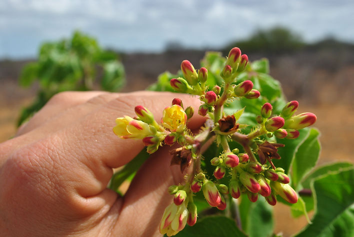 Jatropha sp.DSC_9474.JPG