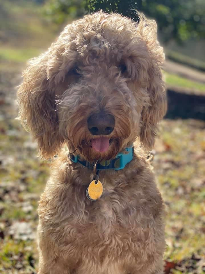 Gurgi