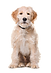 labradoodle-stock.png