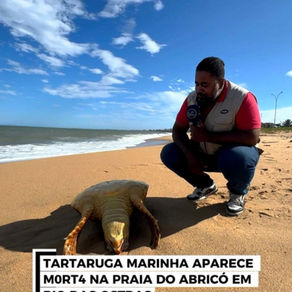 TARTARUGA MARINHA APARECE MORT4 NA PRAIA DO ABRICÓ EM RIO DAS OSTRAS