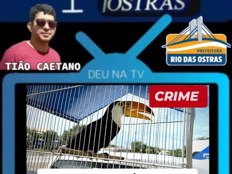 Guarda Ambiental de
Rio das Ostras apreende aves silvestres